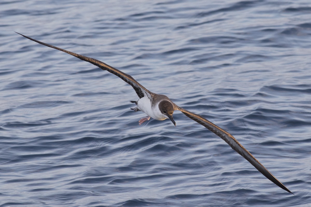 Great Shearwater - David Brown