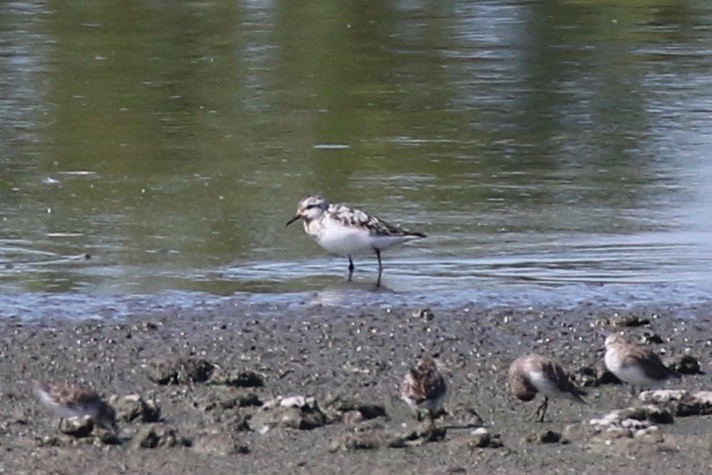 Гурвалж элсэг - ML66804821