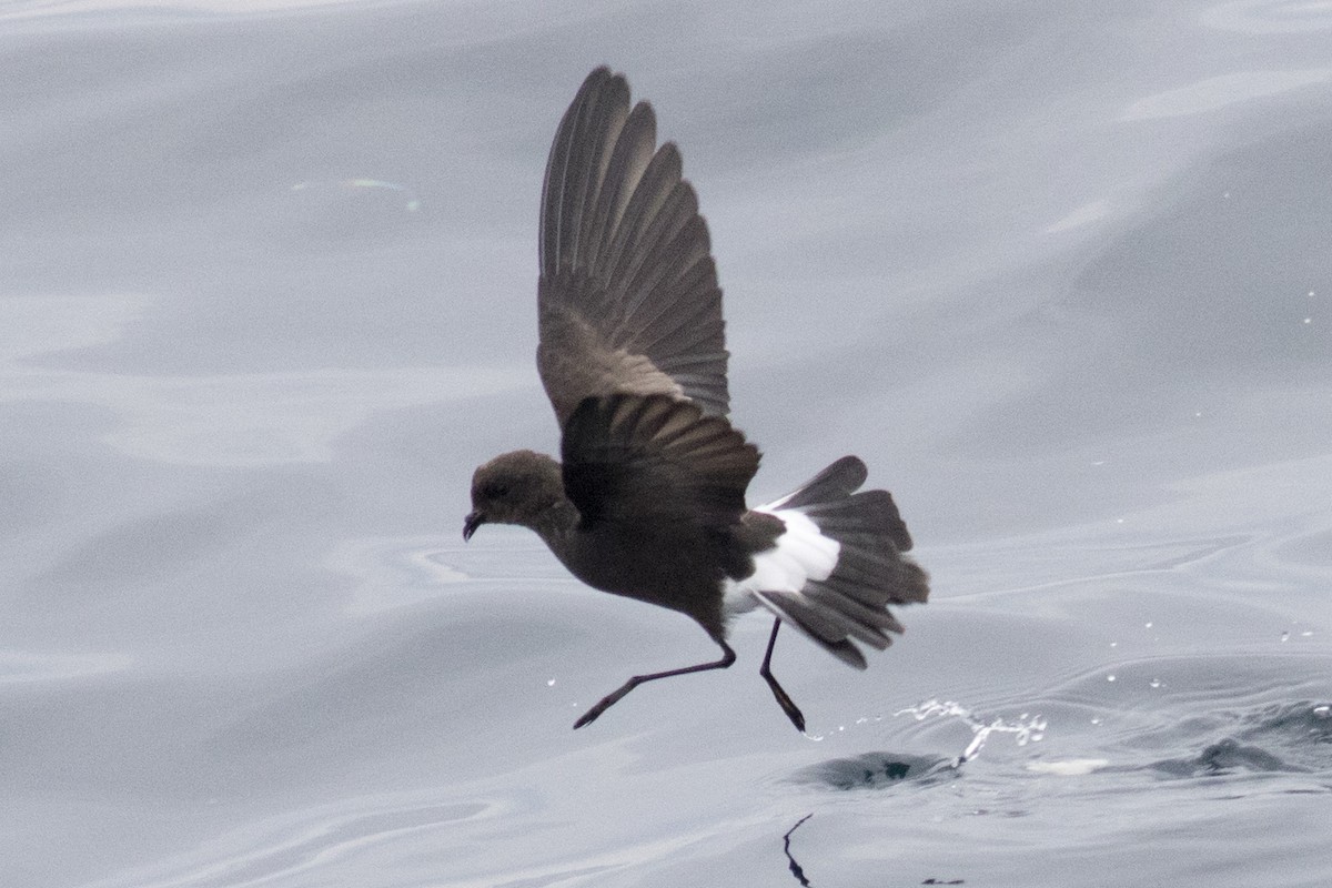 Wilson's Storm-Petrel - David Brown