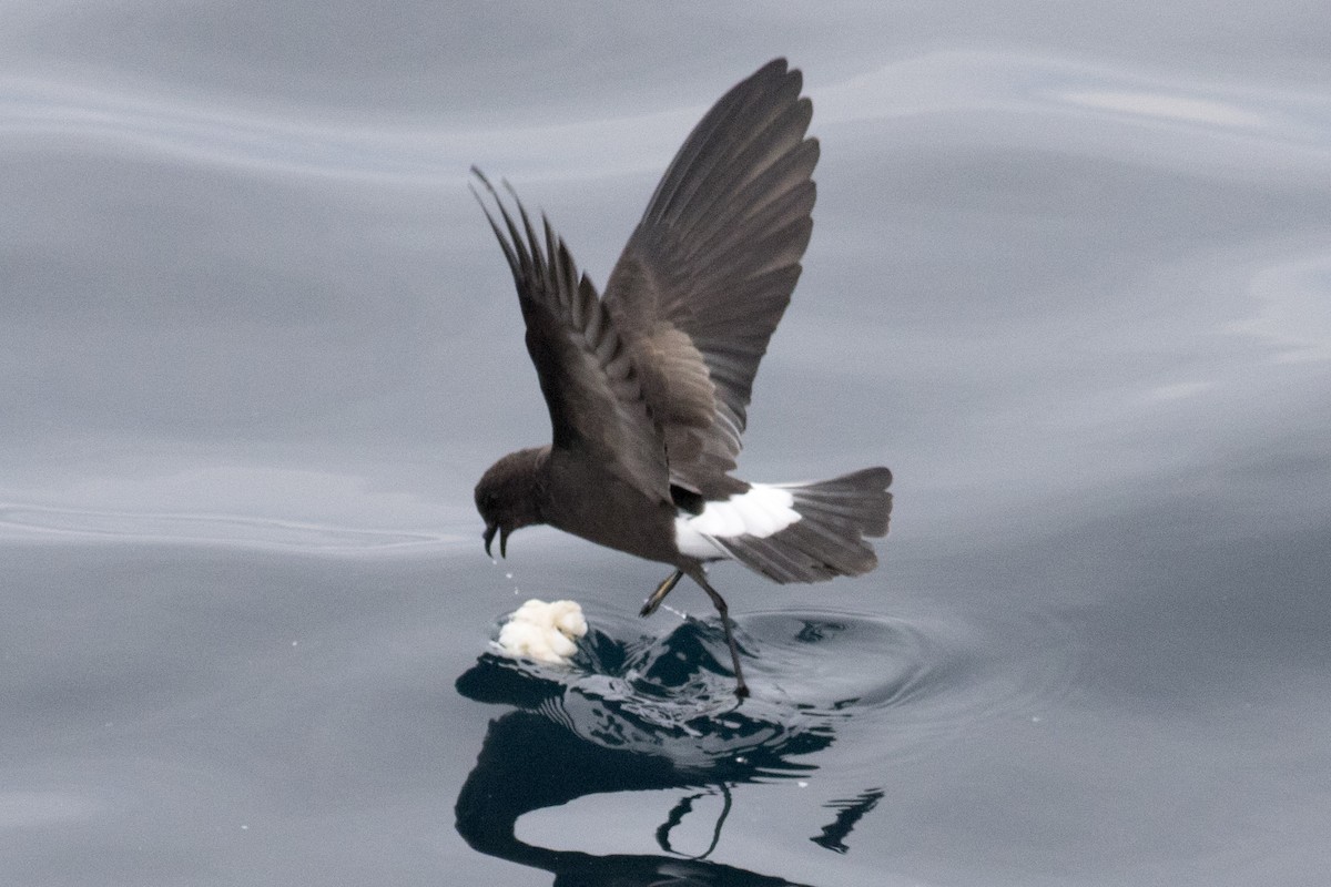 Wilson's Storm-Petrel - David Brown