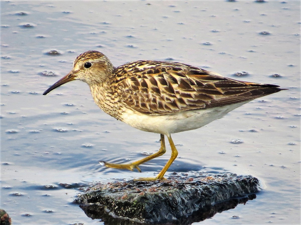 Pectoral Sandpiper - ML66806151