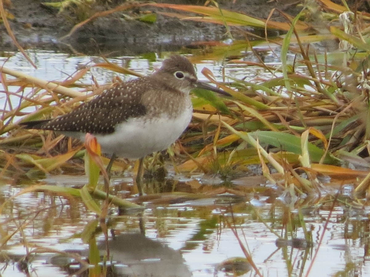 eremittsnipe - ML66806651