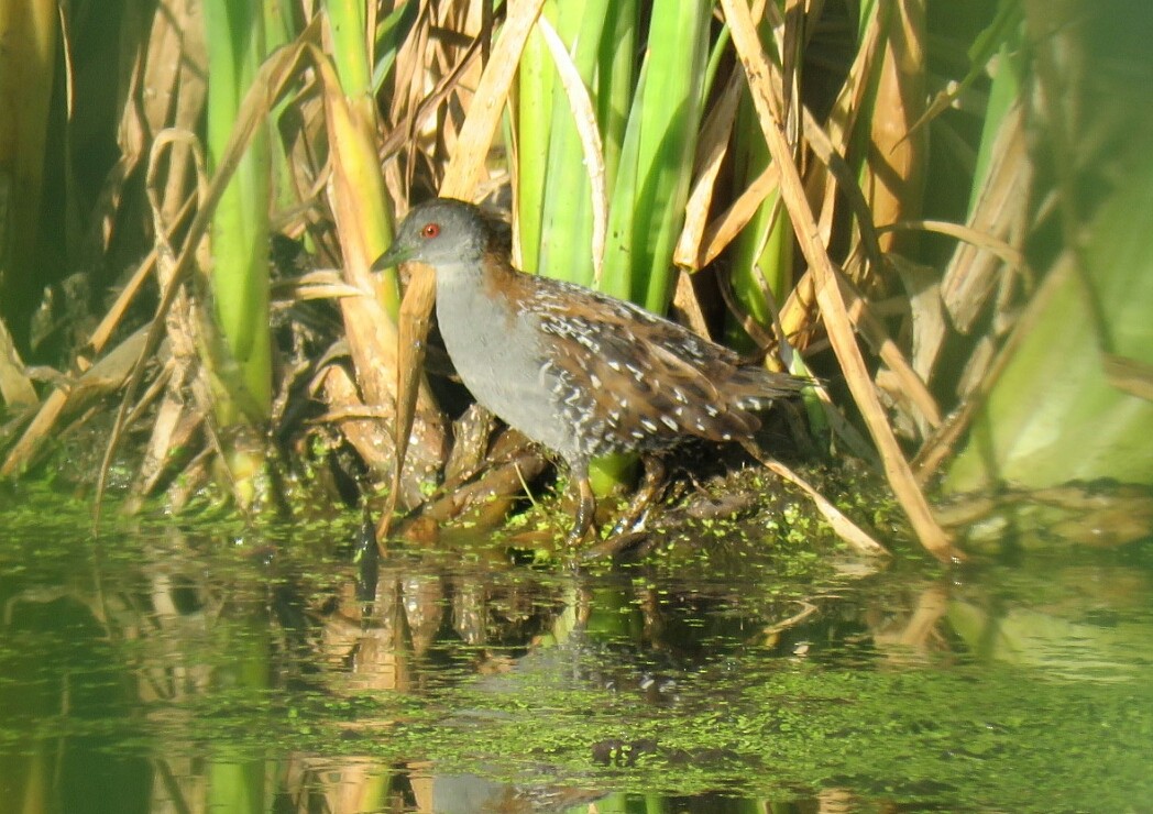 Baillon's Crake - Brad Arthur