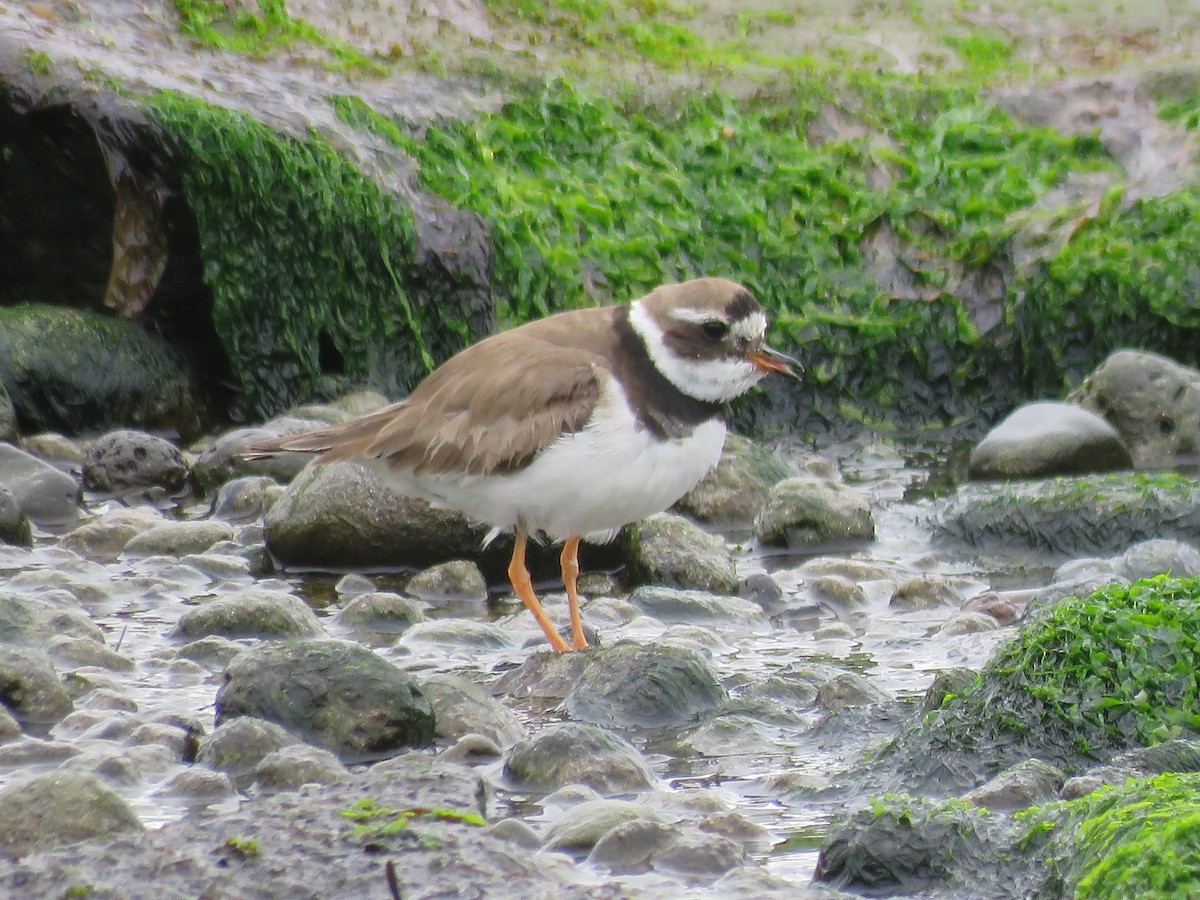 Common Ringed Plover - ML66809221