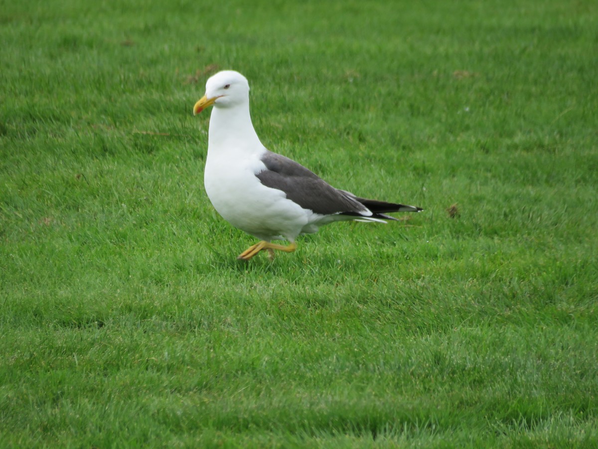 Lesser Black-backed Gull - ML66809311