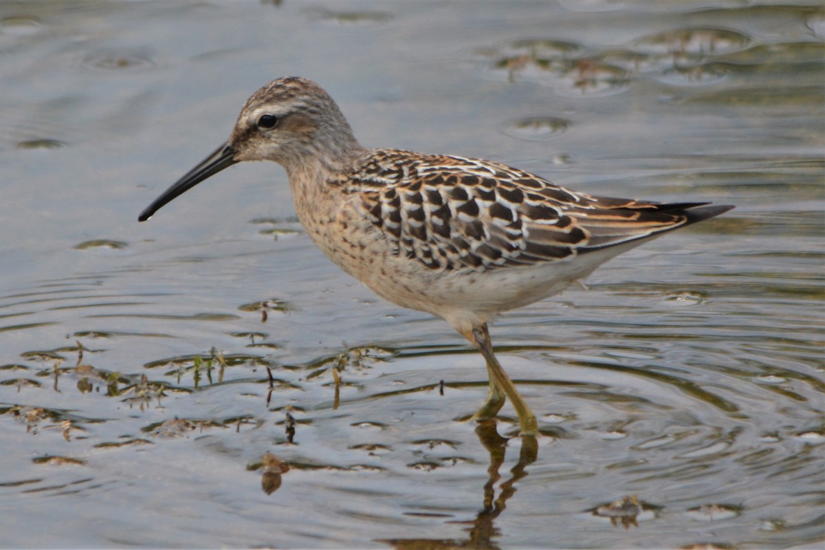 Stilt Sandpiper - ML66809731