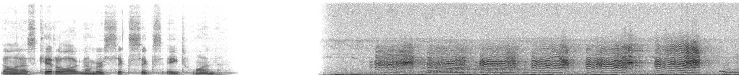 Calao à joues grises - ML6681