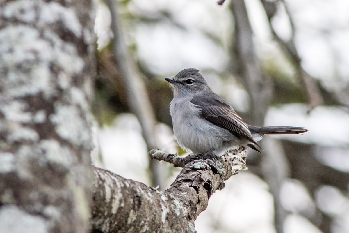 Ashy Flycatcher - Neil Hayward