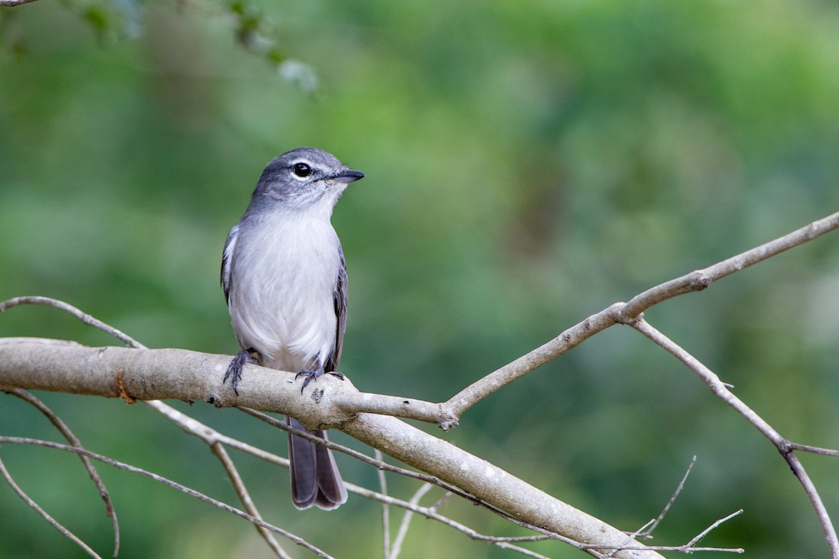 Ashy Flycatcher - ML66813851