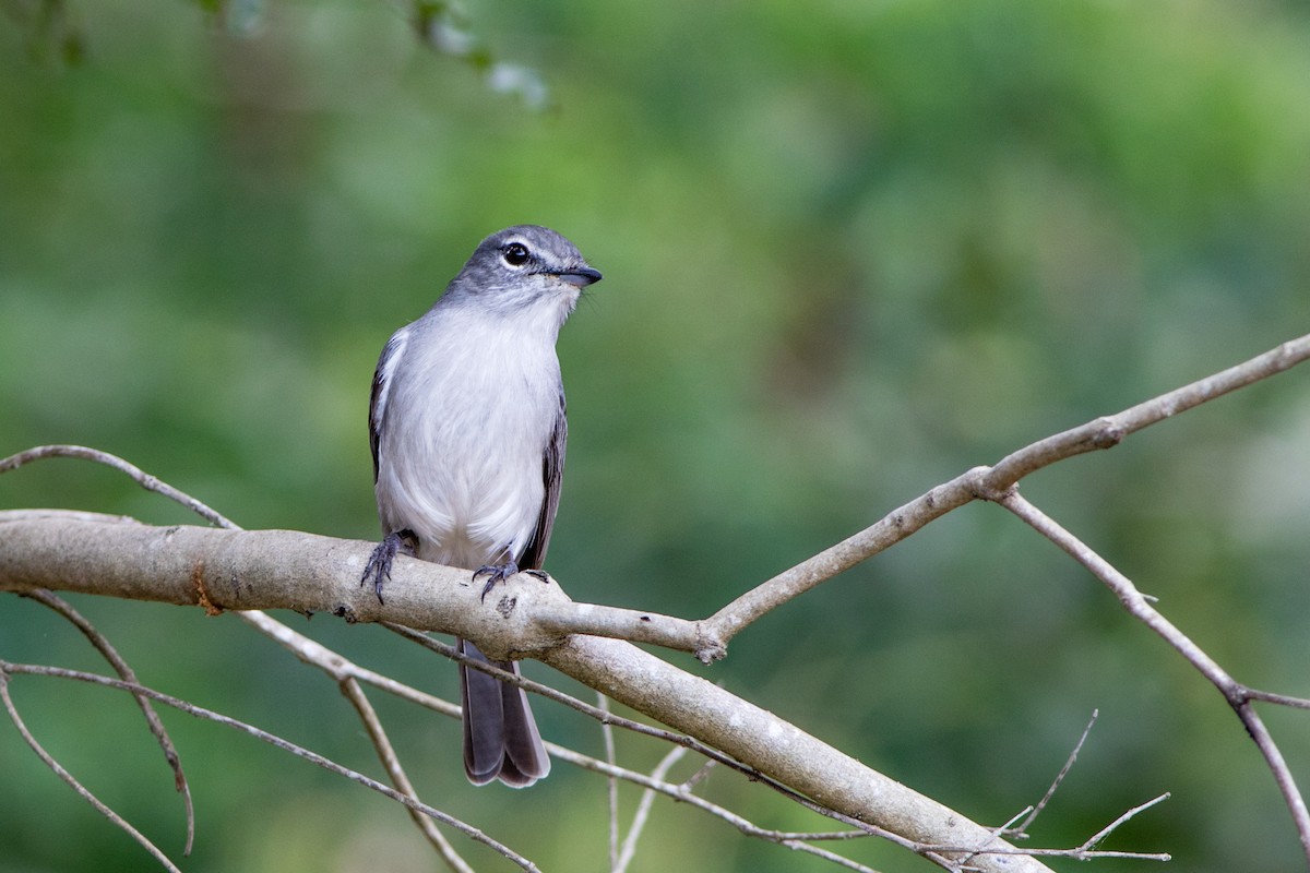 Ashy Flycatcher - ML66813861