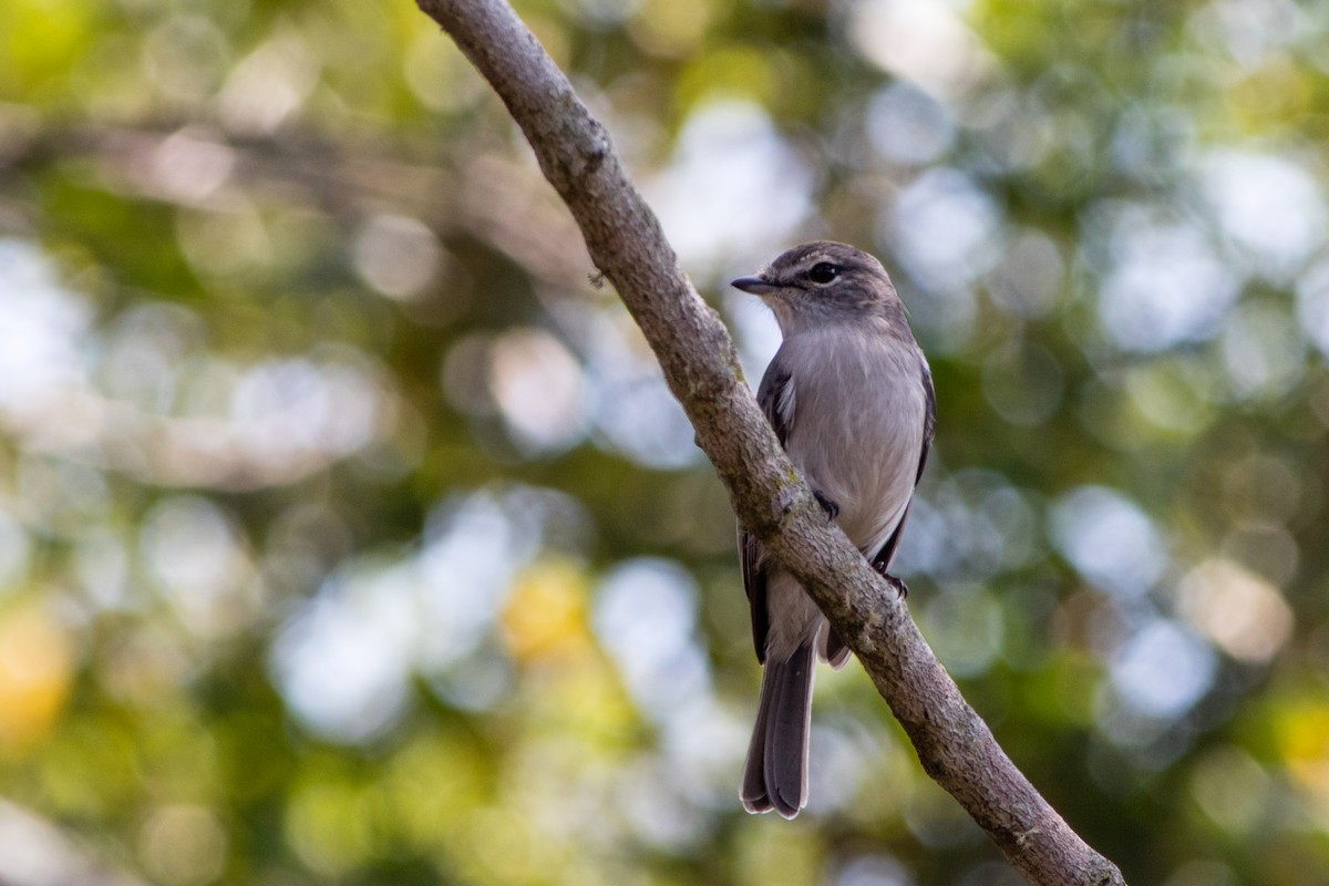 Ashy Flycatcher - ML66813871