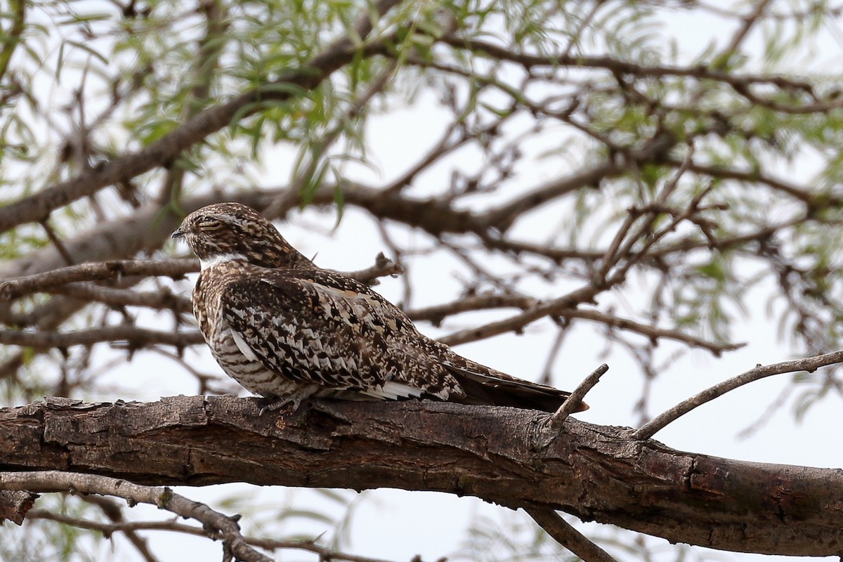 Common Nighthawk - ML66813951