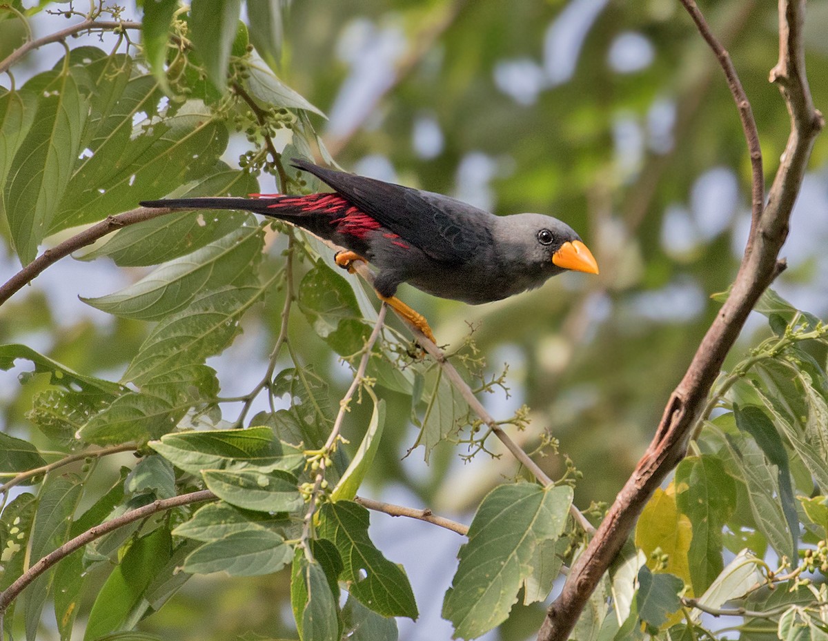 Finch-billed Myna - Sam Woods/Tropical Birding Tours