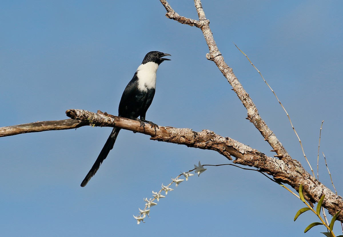 White-necked Myna - Sam Woods/Tropical Birding Tours