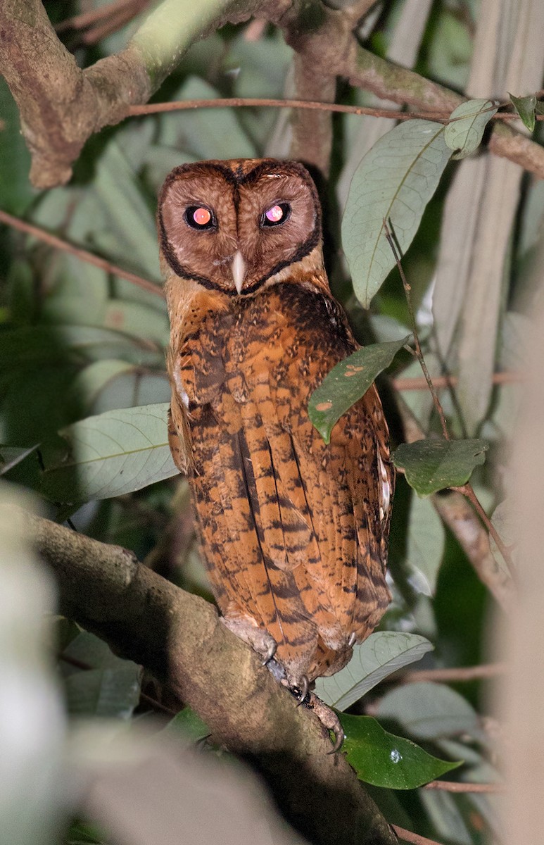 Minahasa Masked-Owl - ML66815611