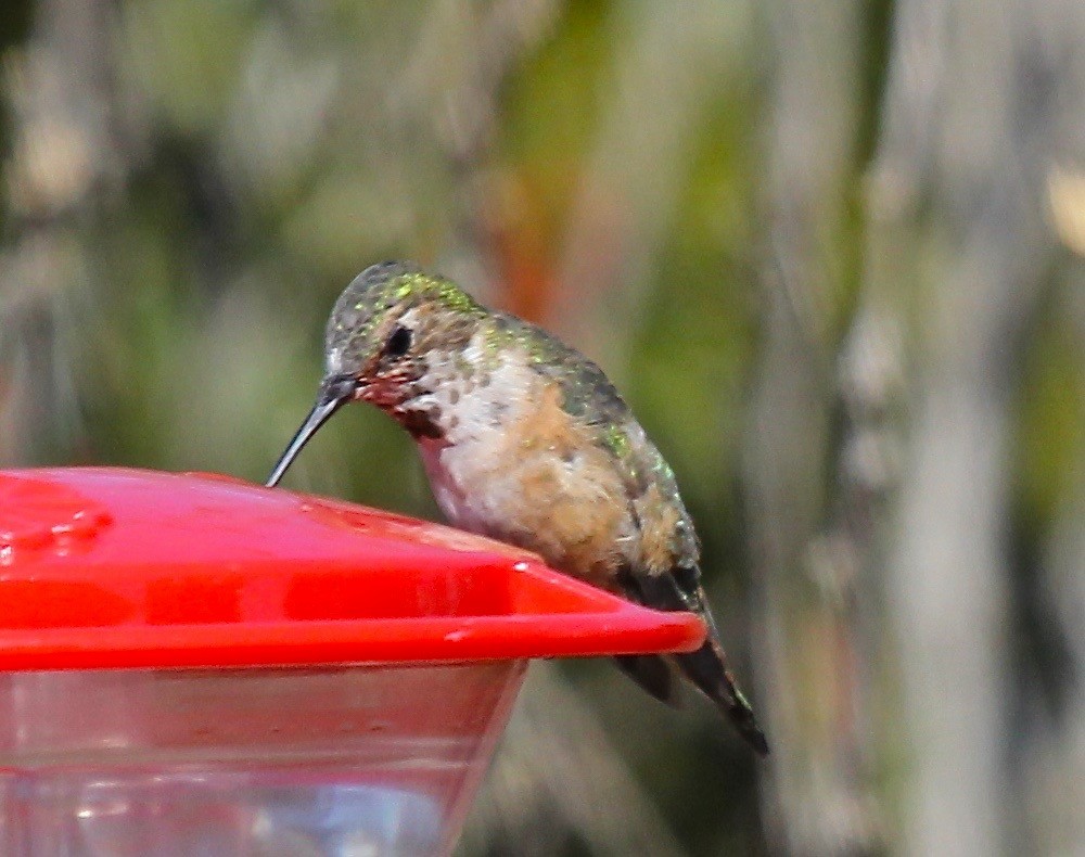 Colibrí Rufo - ML66815881