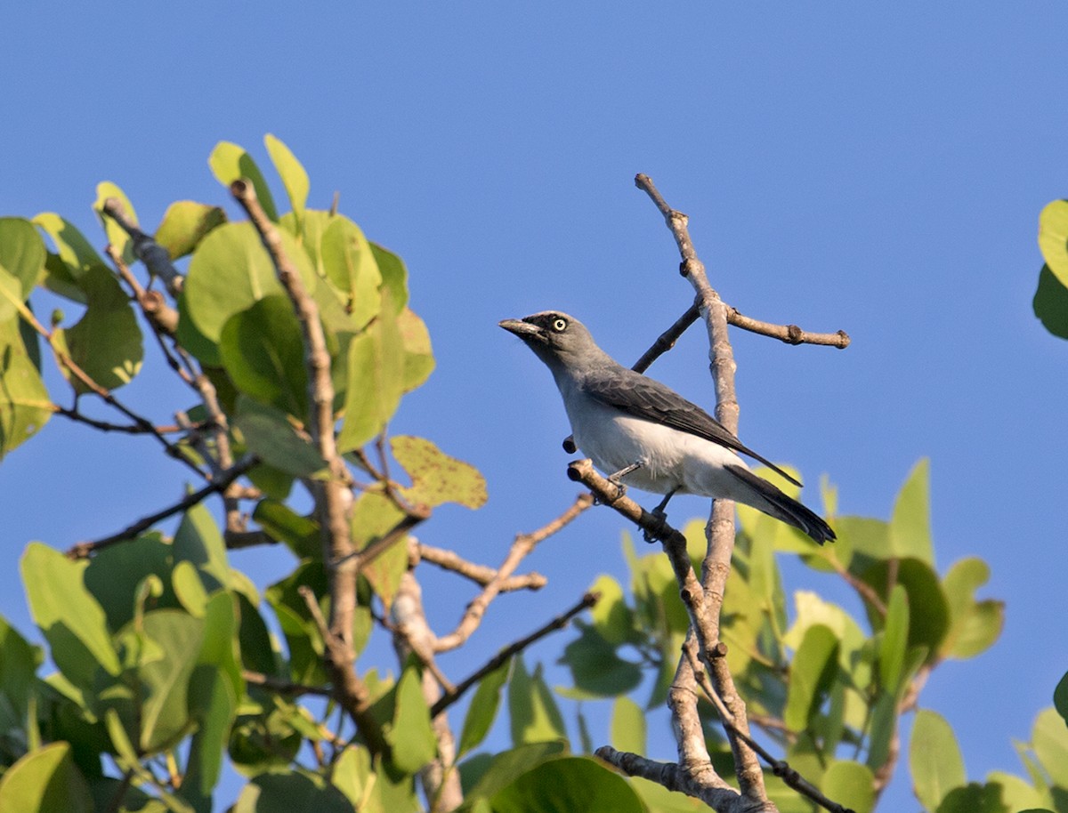 White-rumped Cuckooshrike - ML66816401