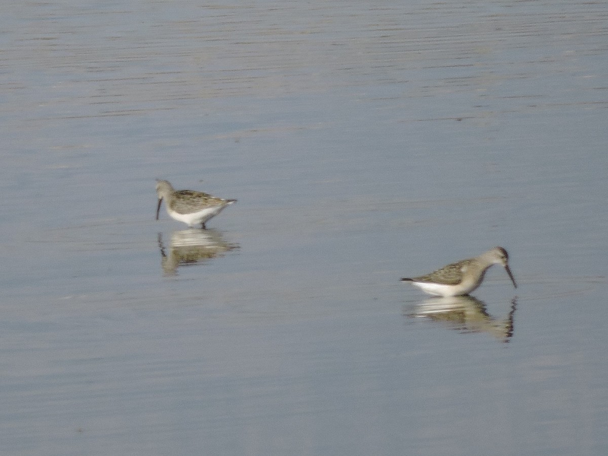 Stilt Sandpiper - ML66817531