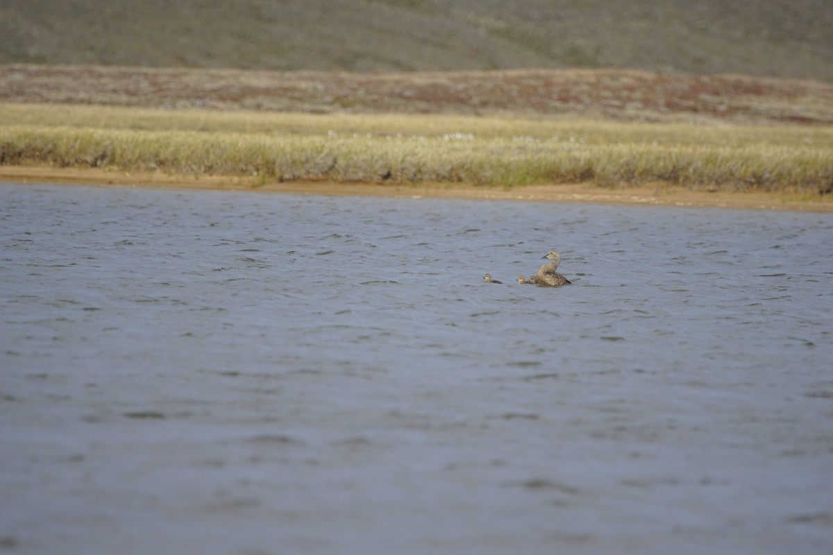 King Eider - Parks Canada Western Arctic Field Unit