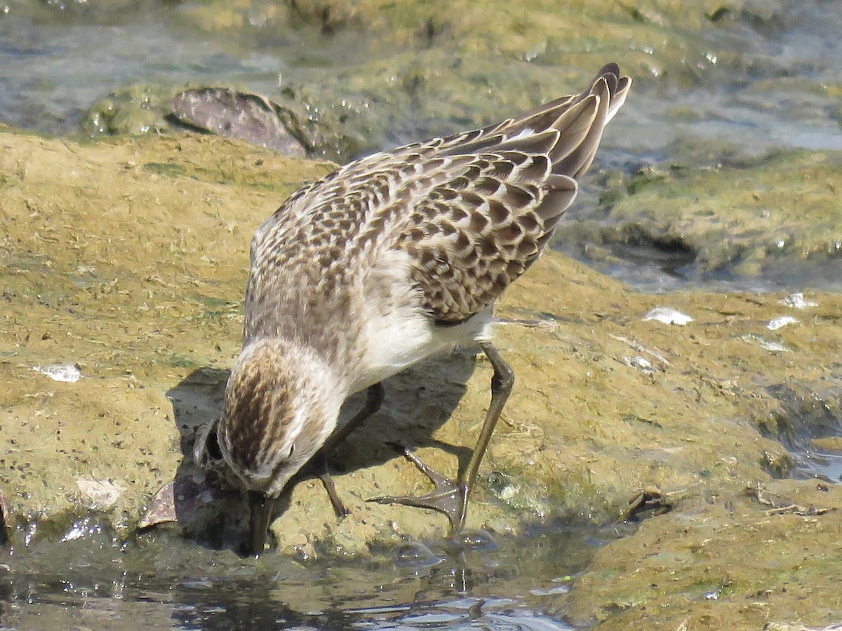 Semipalmated Sandpiper - Mike Ferguson