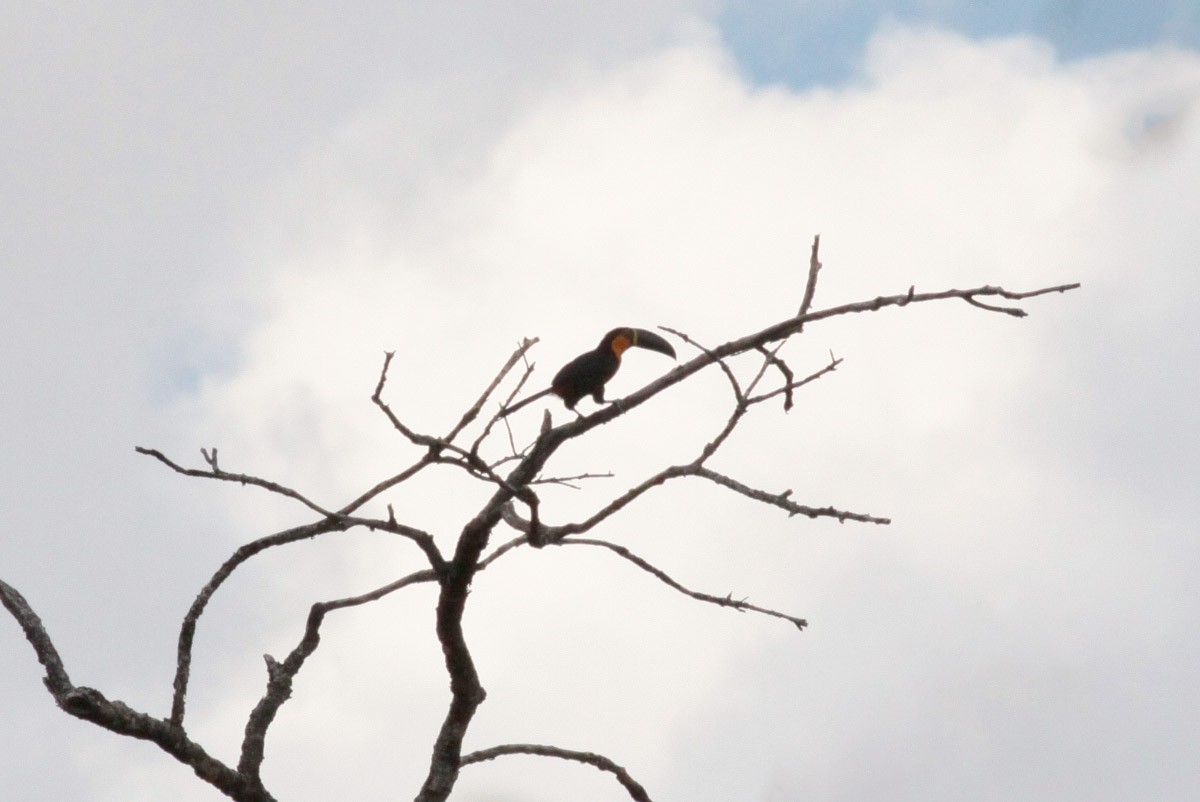 Channel-billed Toucan (Ariel) - ML66818821