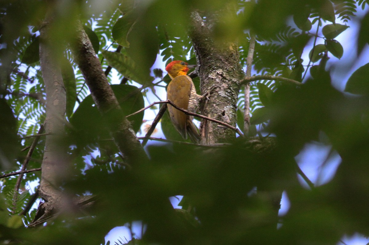 Yellow-throated Woodpecker - Michael Todd