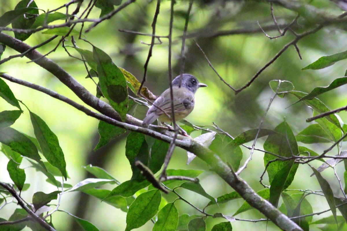 Plain Antvireo - ML66819111