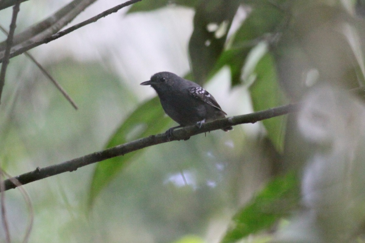 Salvadori's Antwren - Michael Todd