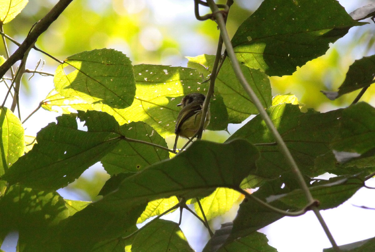 Eared Pygmy-Tyrant - ML66819361