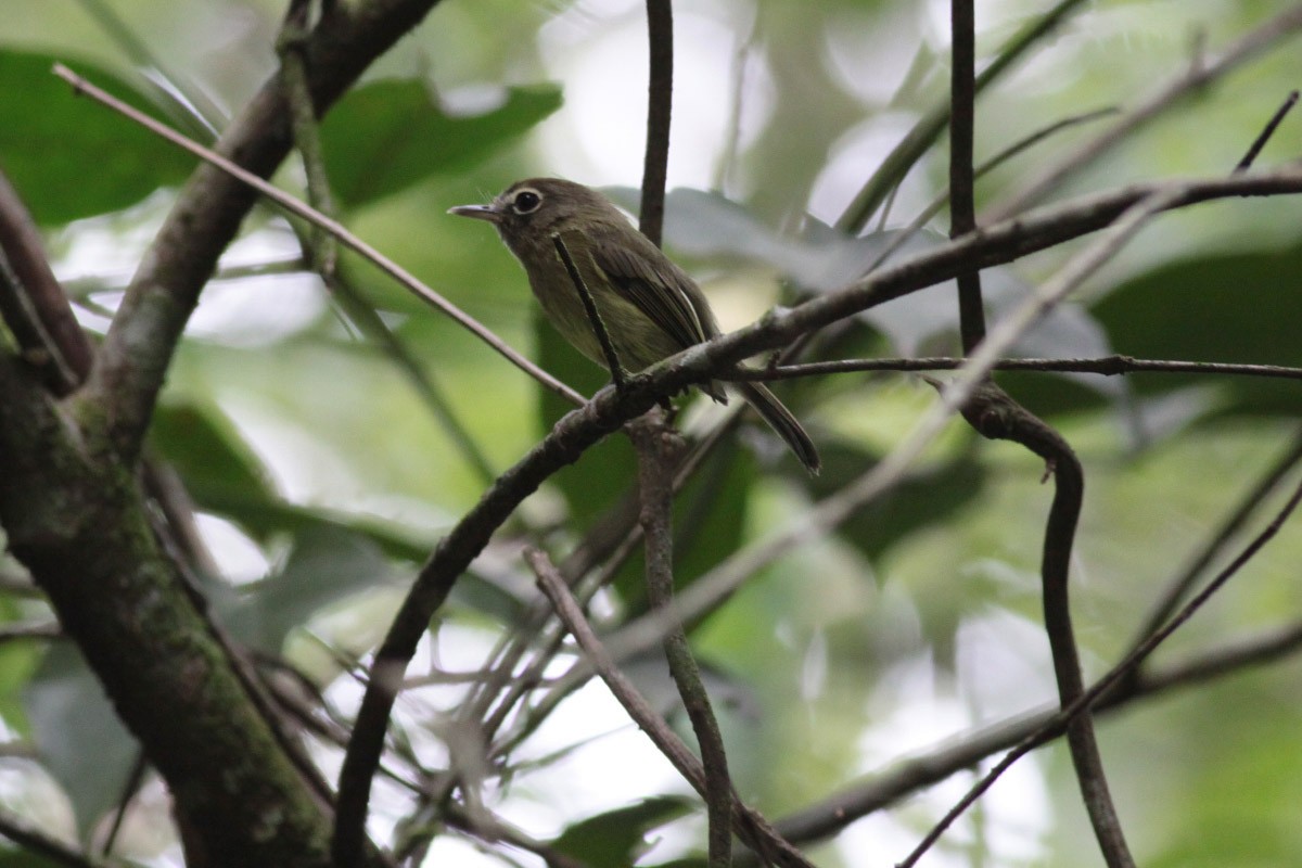 Eye-ringed Tody-Tyrant - ML66819371