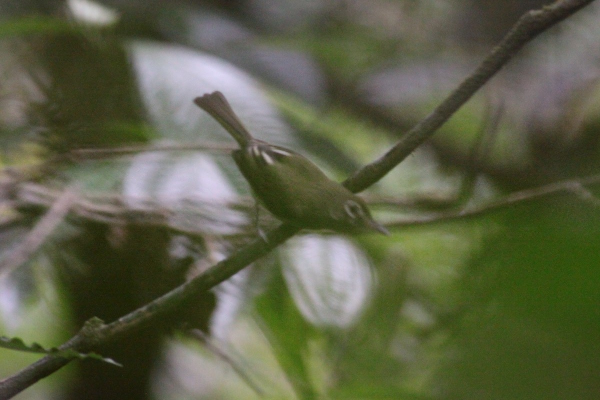 Eye-ringed Tody-Tyrant - ML66819381