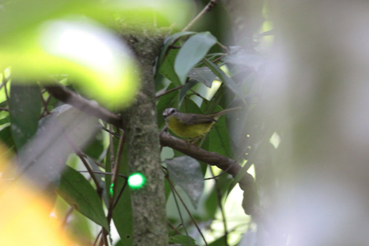 Golden-crowned Warbler - ML66819721