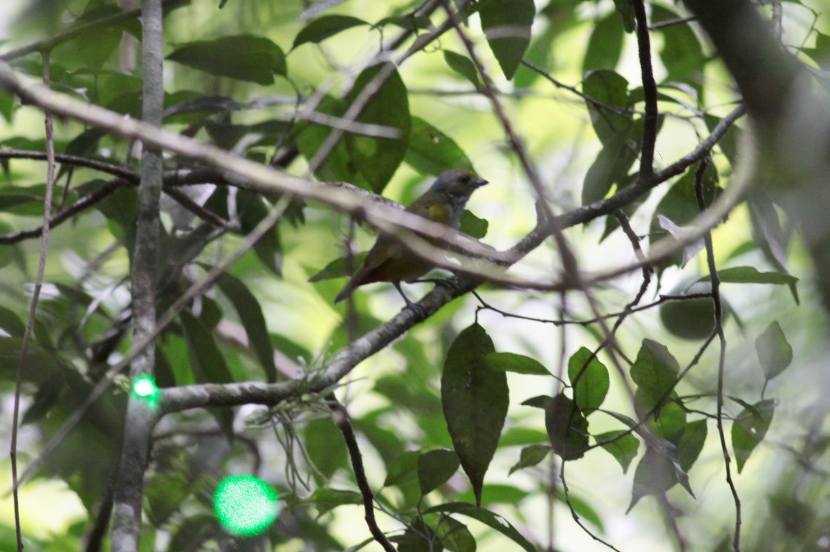 Chestnut-bellied Euphonia - ML66819841