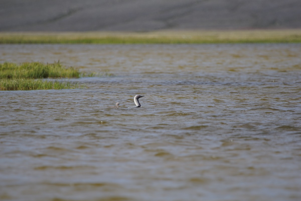 Pacific Loon - ML66820581