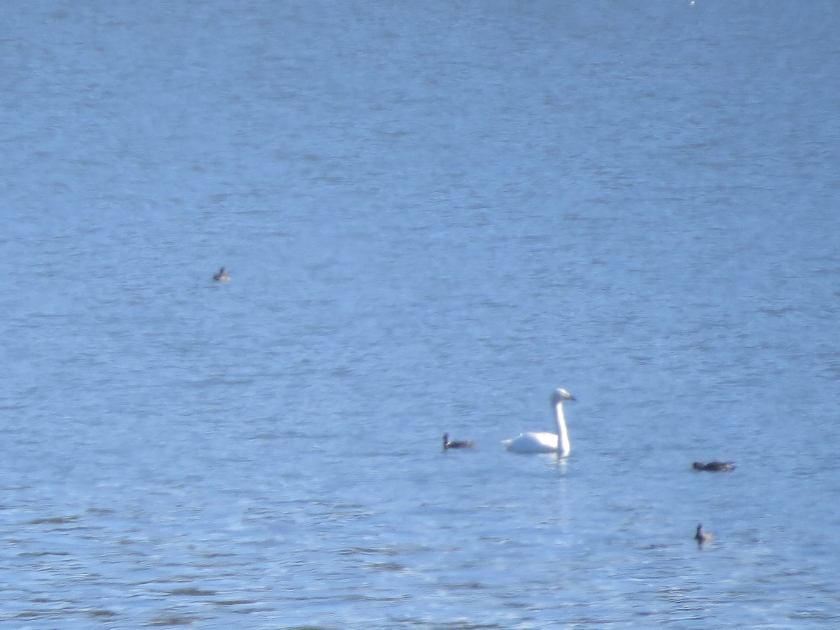 Whooper Swan - ML66821471