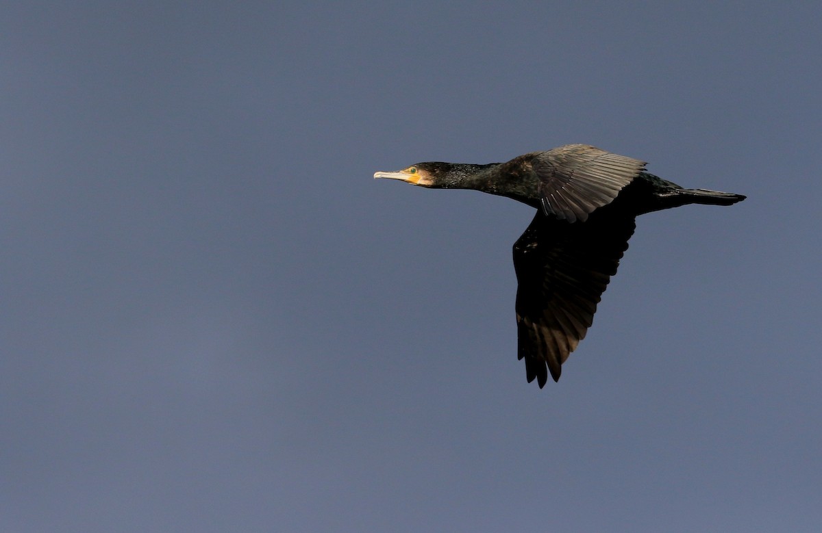 Great Cormorant - ML66821651