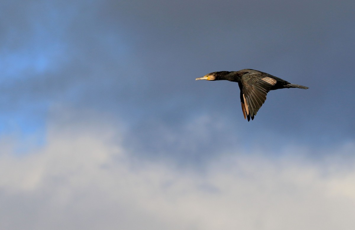 Cormorán Grande - ML66821661