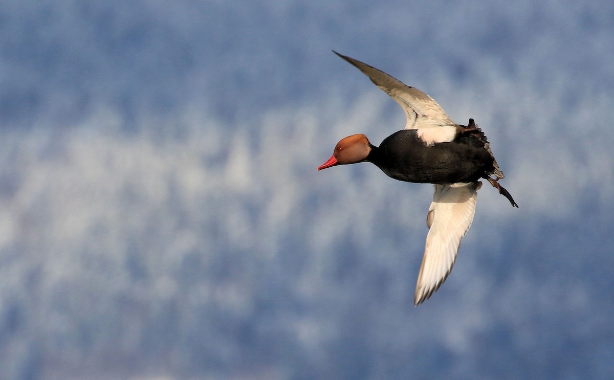 Red-crested Pochard - Patrick MONNEY