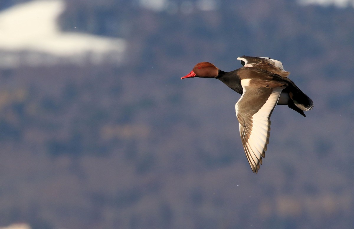 Red-crested Pochard - Patrick MONNEY