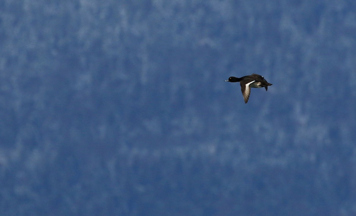 Tufted Duck - Patrick MONNEY