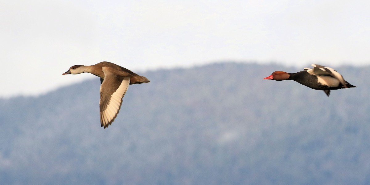 Red-crested Pochard - ML66821841