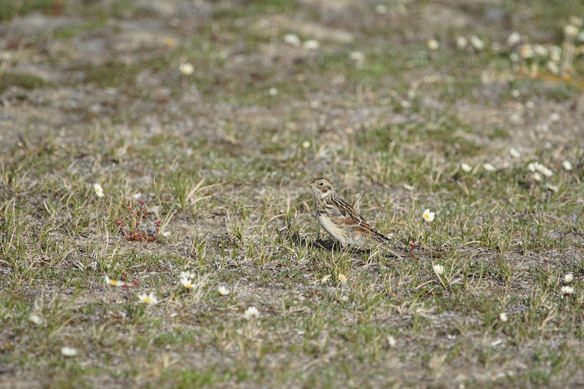 Lapland Longspur - ML66822101