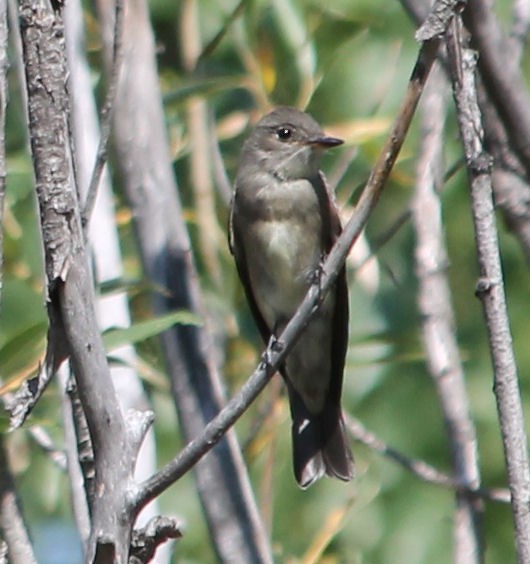 Western Wood-Pewee - Lorraine Lanning