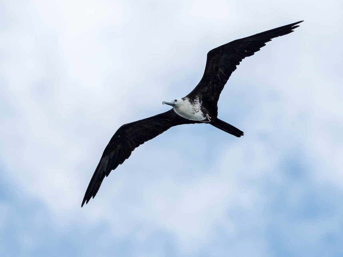 Magnificent Frigatebird - David Hall