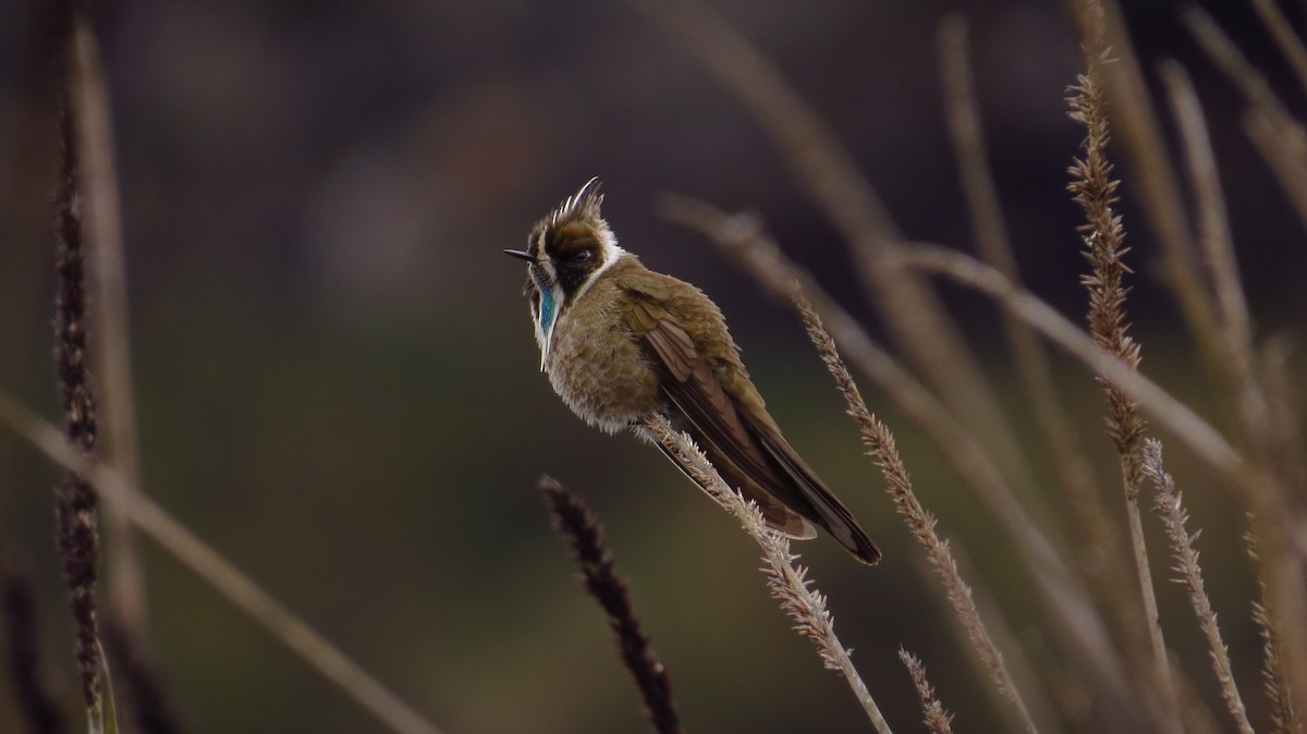 Green-bearded Helmetcrest - Jorge Muñoz García   CAQUETA BIRDING