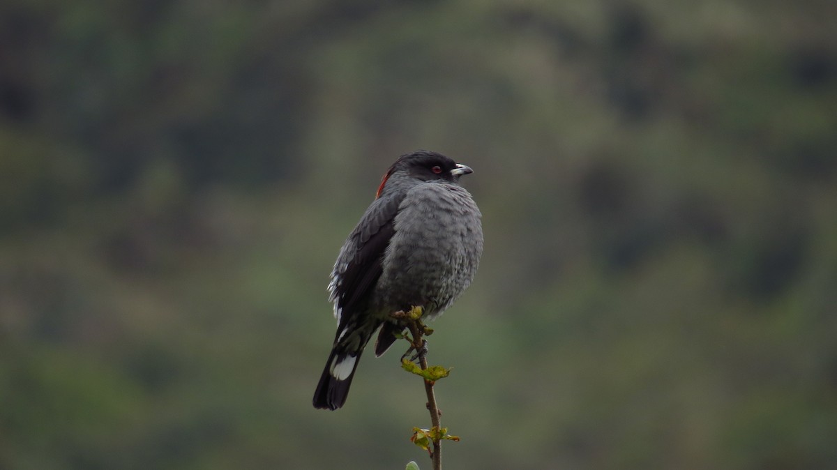 Red-crested Cotinga - Jorge Muñoz García   CAQUETA BIRDING
