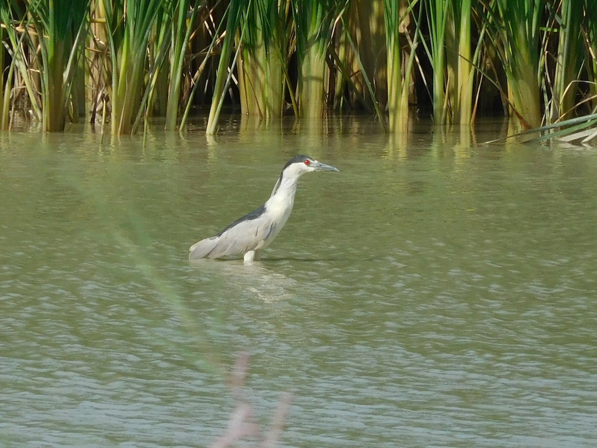 Black-crowned Night Heron - ML66827411