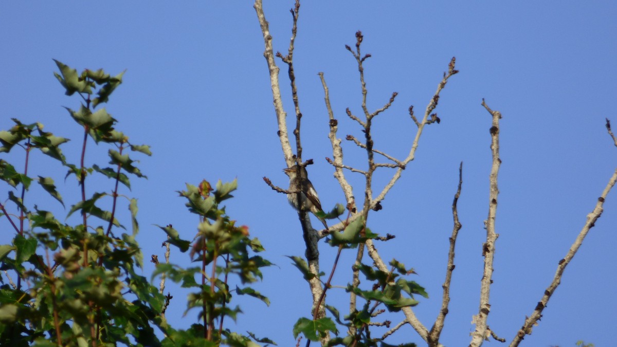 Olive-sided Flycatcher - ML66829401