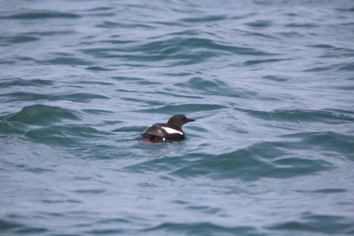 Black Guillemot - ML66829891