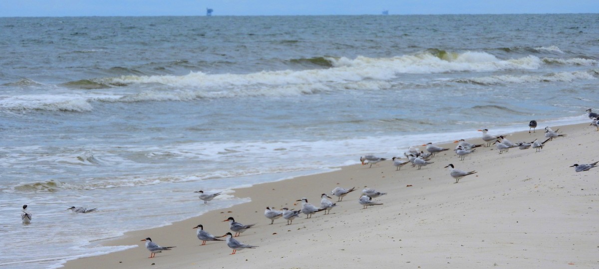 Forster's Tern - ML66831501